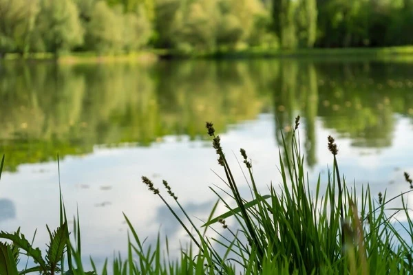 Скасовано ризиковий тендер на розчищення озера вартістю майже 79 млн грн